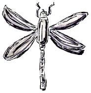 OoOoO A Dragonfly!!